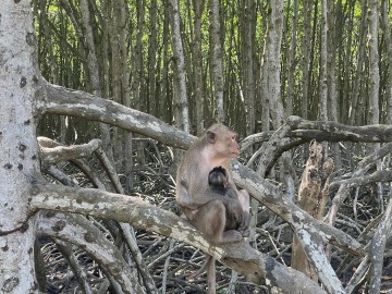 Can Gio mangrove forest Image 4