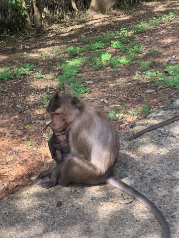 Can Gio mangrove forest Image 1