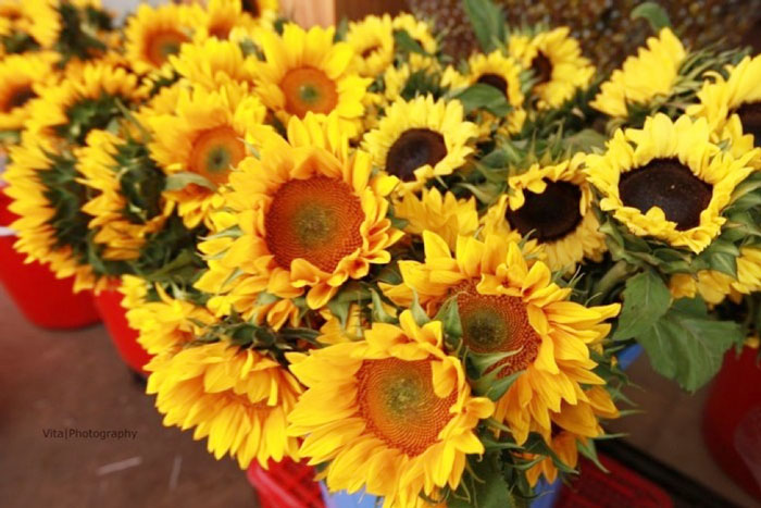 Charming sunflowers in ho thi ky market